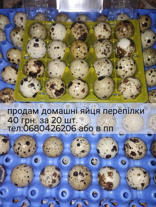 Домашнє Столове яйце перепілки