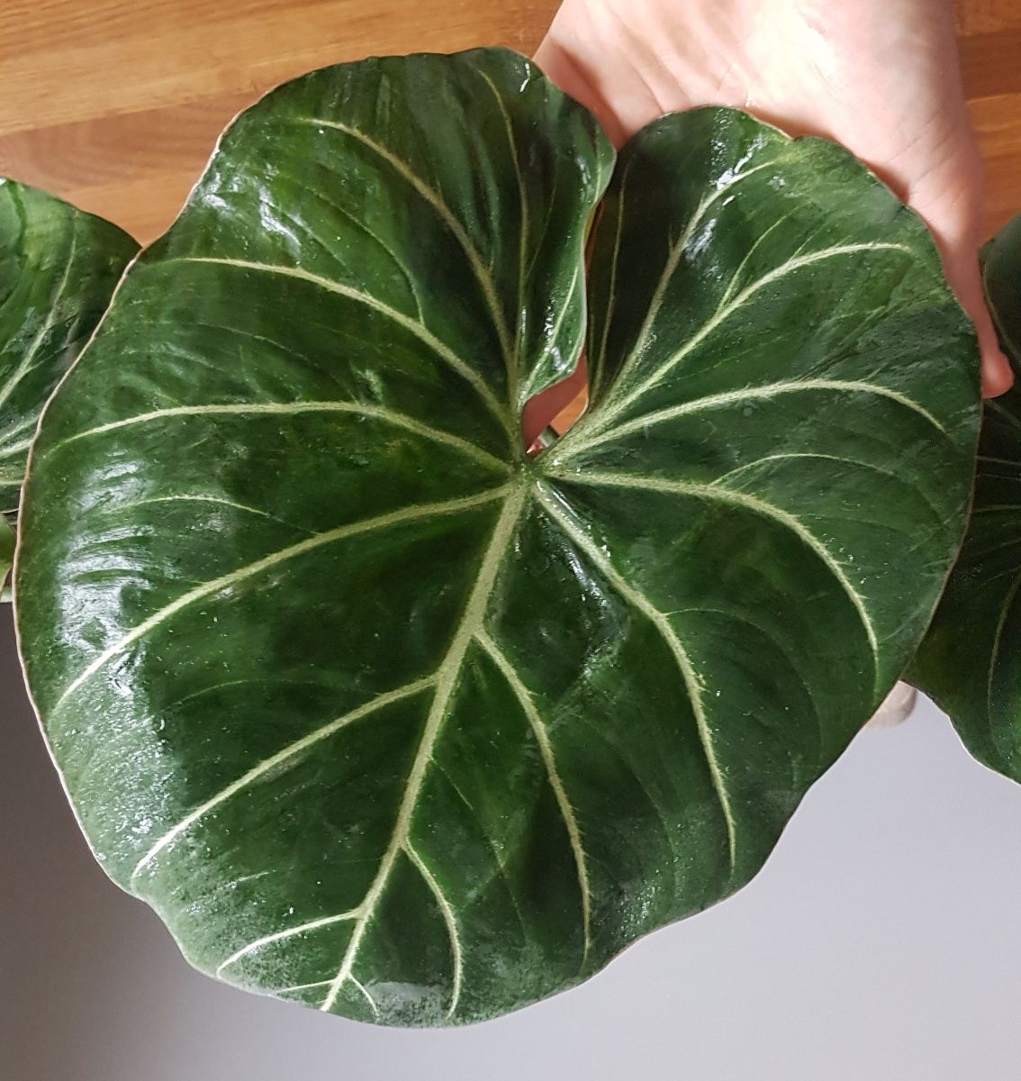 Roślina Philodendron Glorosium Round Form