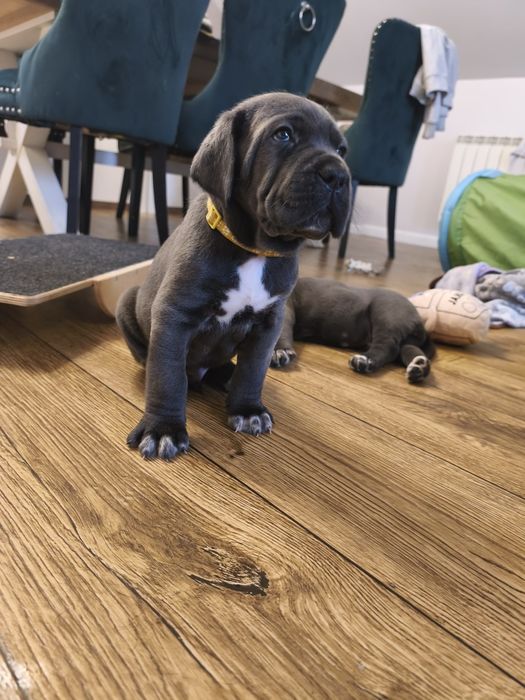 Kraken  gotowy do odbioru