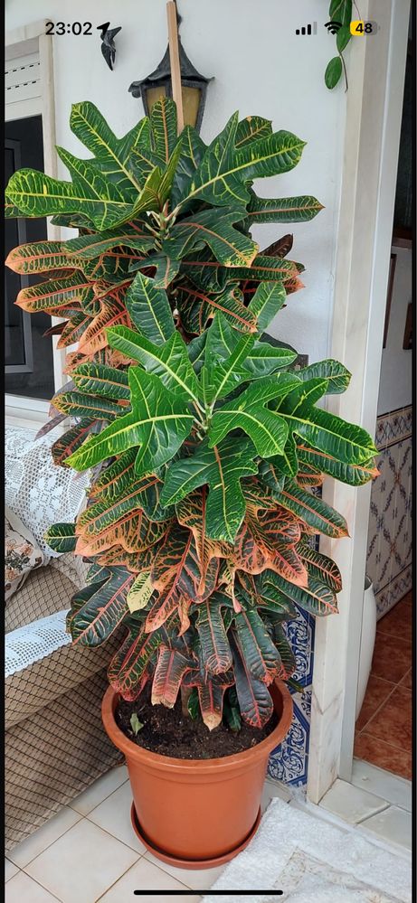 Planta CROTON COM  1,60 DE ALTURA