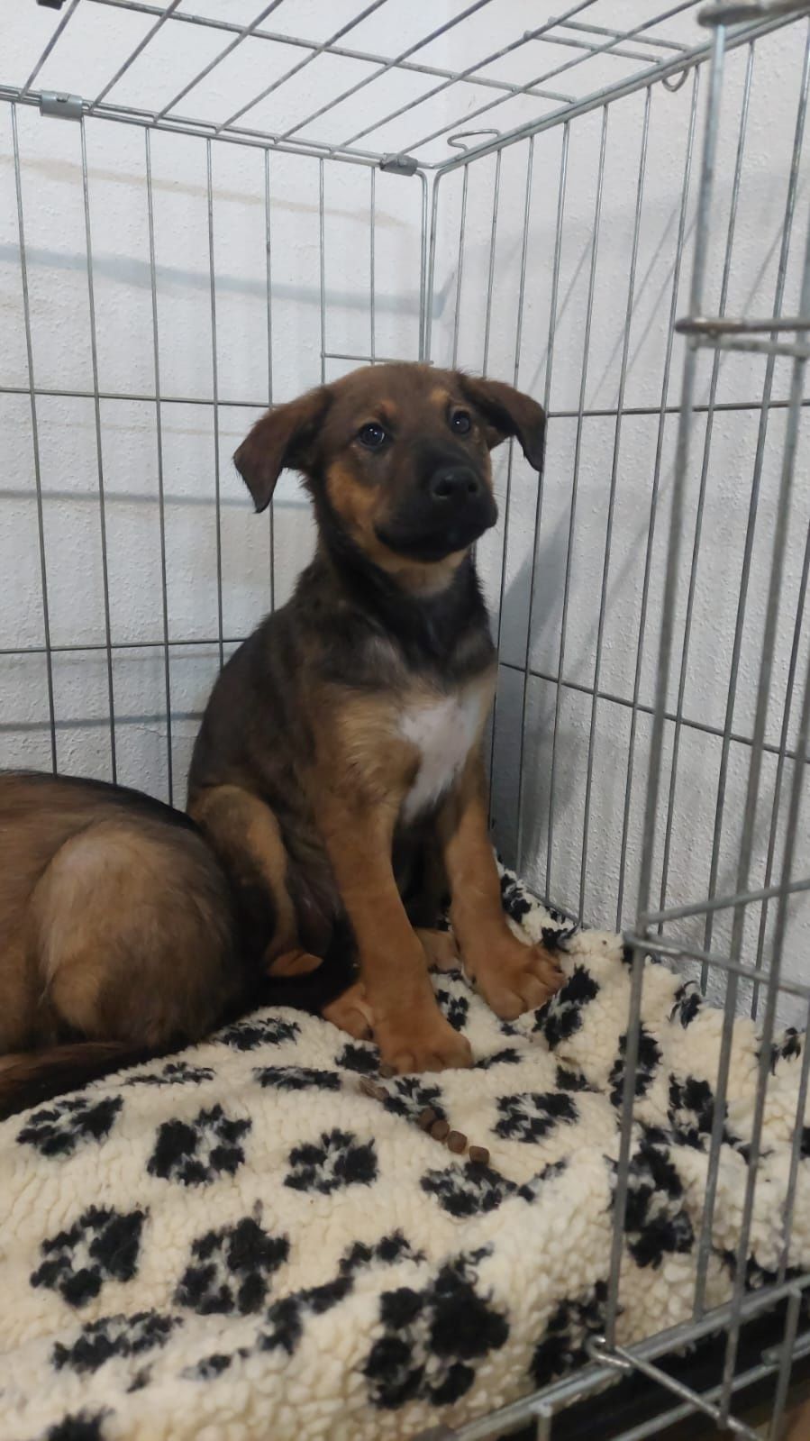 Cães Bebés para adoção responsável