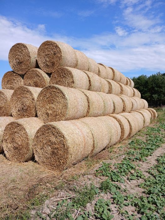 Słoma w belach 130