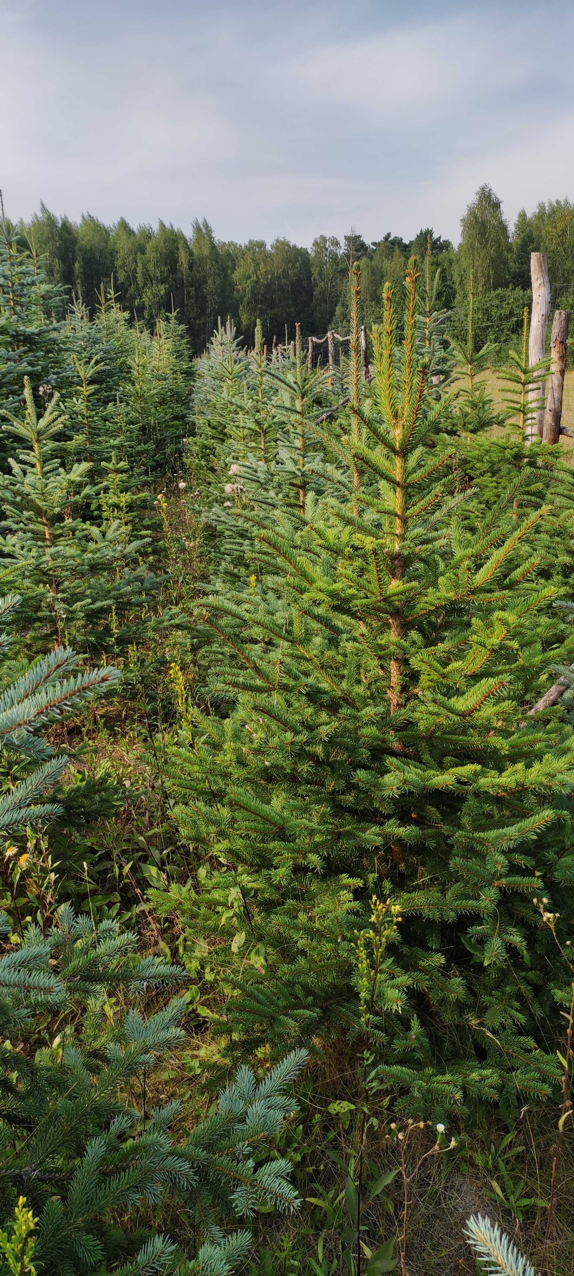 Choinki - świerk srebrny/kłujący (picea pungens) wys. 1,7m-2,5m