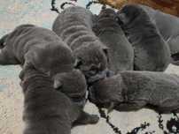 Shar pei szczeniak  rezerwacja