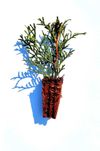 Thuja Szmaragd | Brabant | Żywotnik | m104 | multiplat |certyfikat CAC