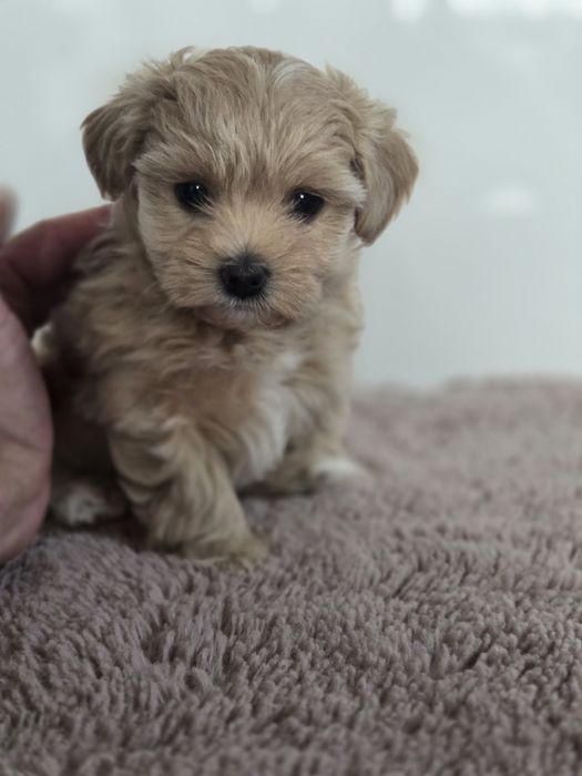 Do odbioru Maltipoo szczeniak suczka Blanka Hodowla Issa OSPiKR