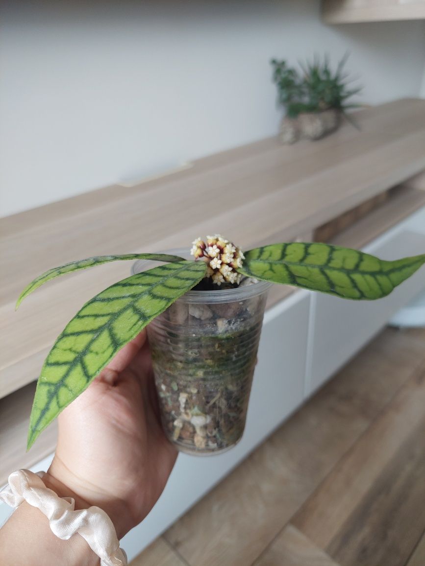 Hoya callistophylla ukorzeniona Kraków