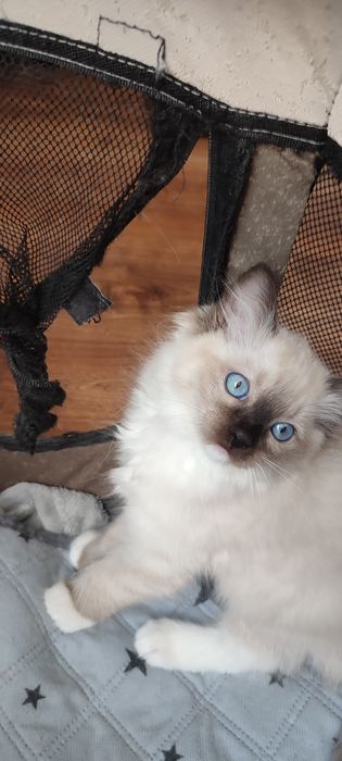 Ragdoll  koteczek seal mitted  rodowód międzynarodowy TICA