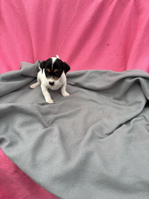 Jack Russell terrier  macho