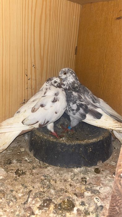 sprzedam golebie szaryki