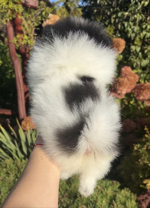 Szpic miniaturowy pomeranian suczka biala czarna