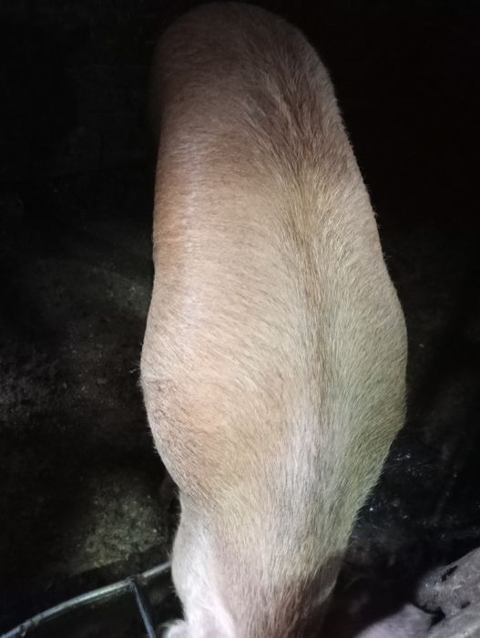 Продам домашню свиню