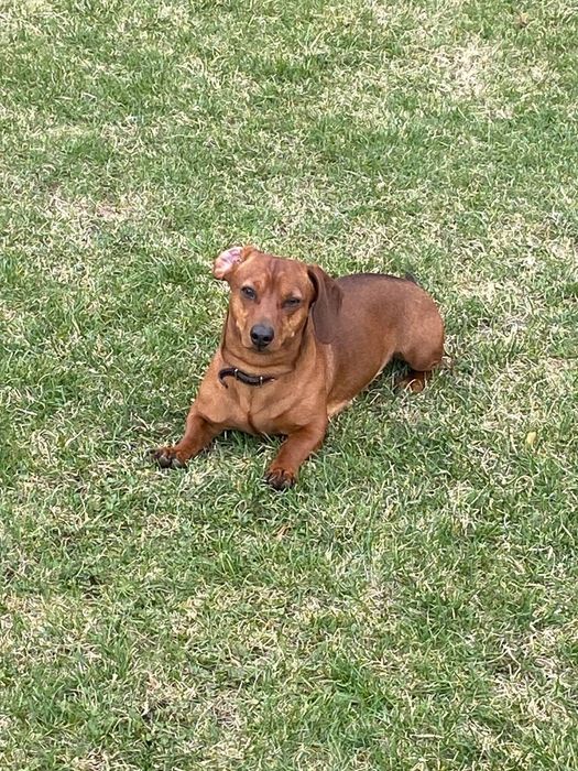 Шукаю дівчинку таксу Ірпінь