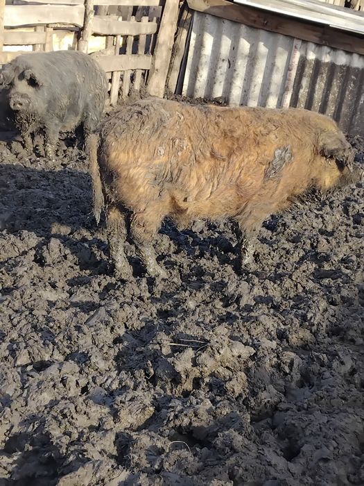 Свиньи домашние живым весом