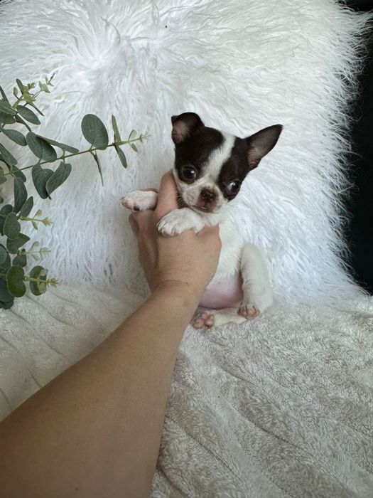 Chihuahua Super Mini .Cabeça de maçã. Menina .Chocolate e Branco