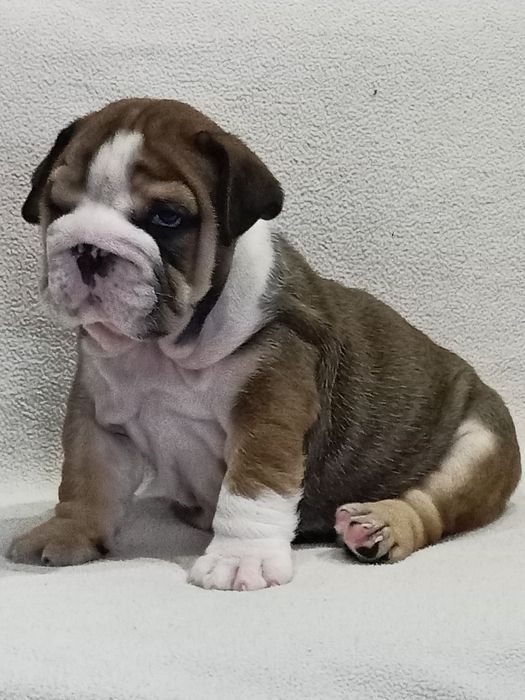 Потужні англічані