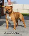 Amstaff szczeniaki