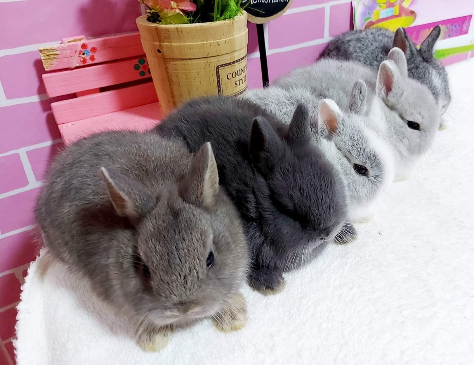 KIT Coelhos anões bebés lindíssimos, já desparasitados