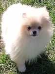 Pomeranian dziewczynka FCI ZKwP