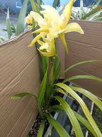 Orquídea Amarela CTT grátis