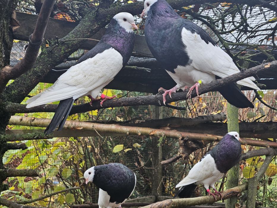 Garłacze siodłate morawskie