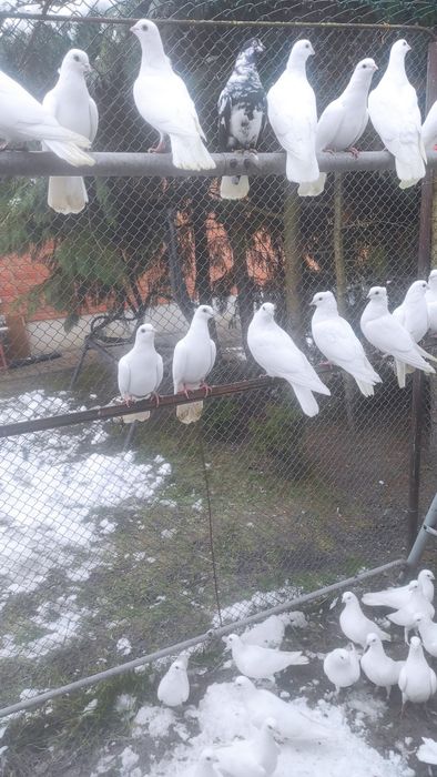 Gołębie wysokolotne cepele