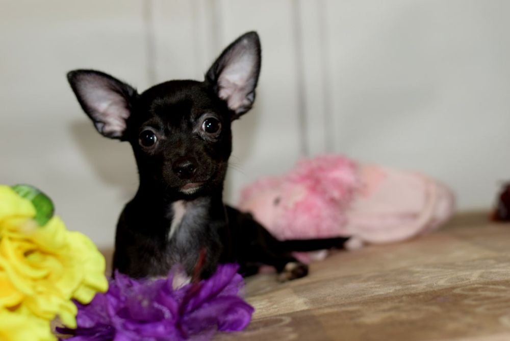 Девочка чихуахуа