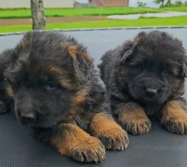 Цуценята німецької вівчарки