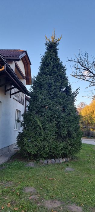 Ялинка ідеальної форми ,7 метрів.