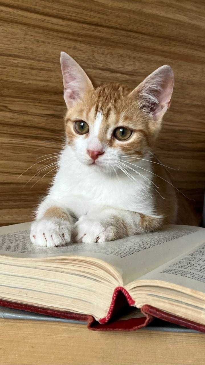 Котенок Пикачу ищет дом