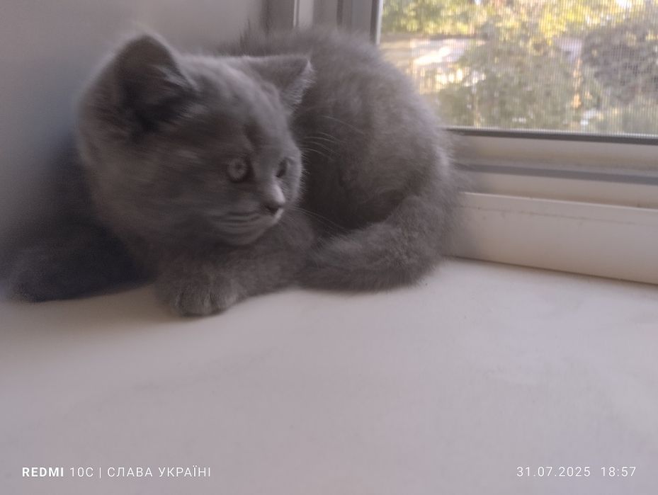 Девочка шотландская прямоухая
