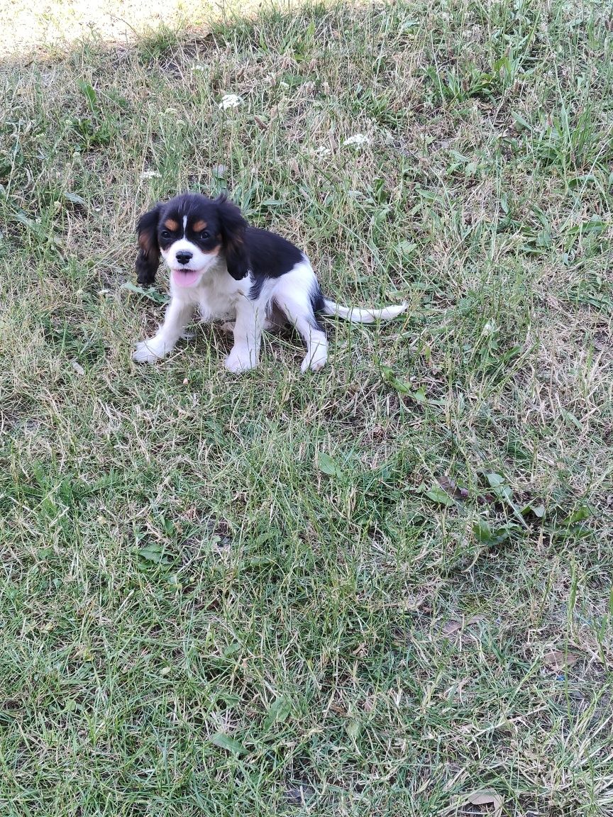 Cavalier King Charles Spaniel paniel