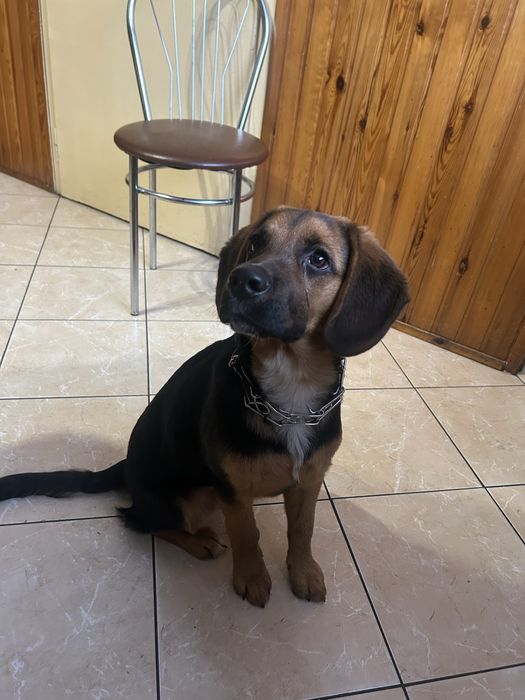 Oddam za darmo pieska Beagle mieszaniec