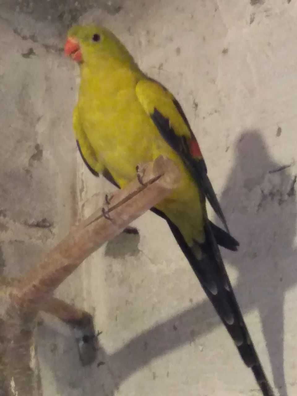 продам горного попугая(самец)