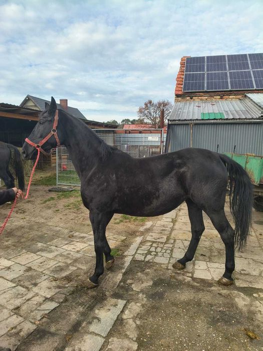 Witam sprzedam klacz