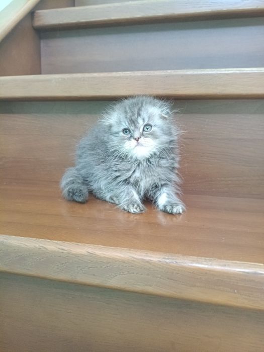Породные шотландские котята, не вЕслоухие,а действительно вИслоухие!