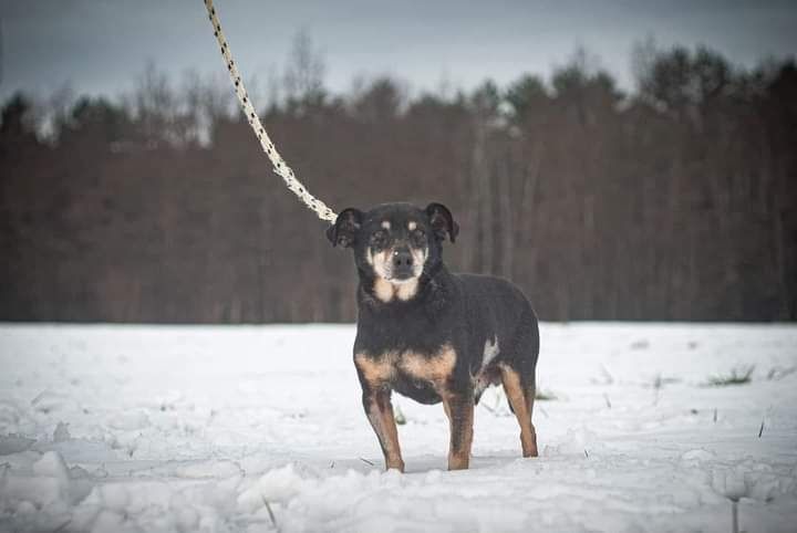 Malutki, kochany psiak czeka na swój nowy Dom! Pokochasz Go?