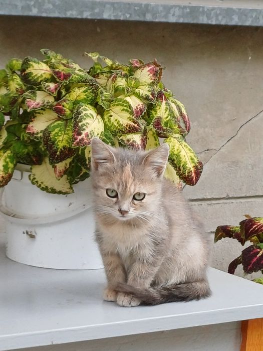 Маленьке кошеня. 2 місяці