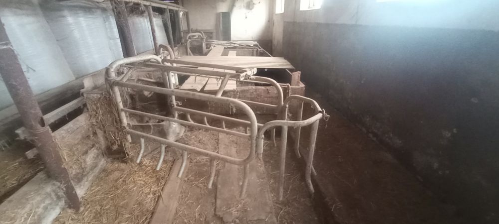 Kojec porodowy dla świń