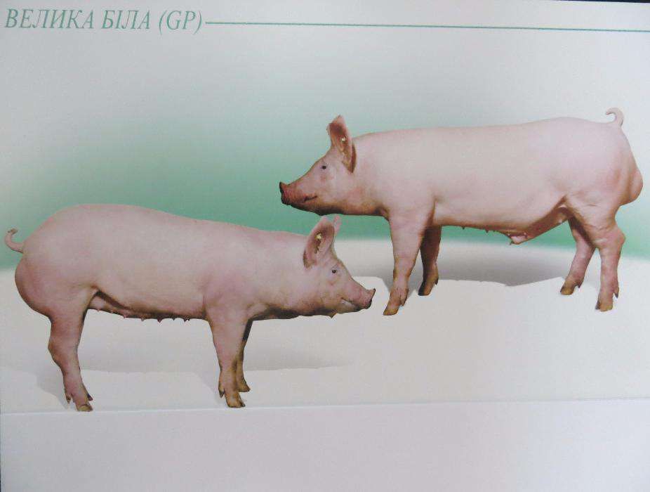 Штучне запліднення свиней. Сперма кнурів. Цена 400 грн.
