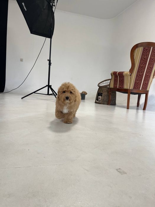 Хлопчик мальтіпуФ1