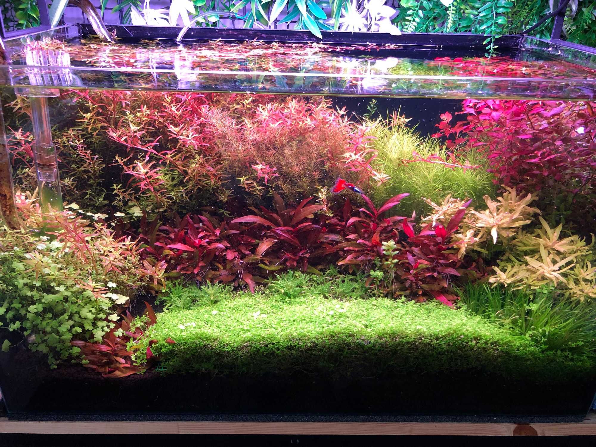 Stabilne krewetkarium