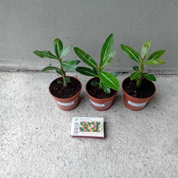 Adenium obesum Róża Pustyni +GRATISY