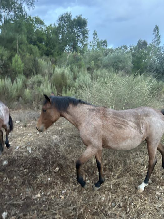 Vendo poldro/ poldras