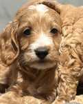 Cockker spaniel angielski Cockapoo piesek