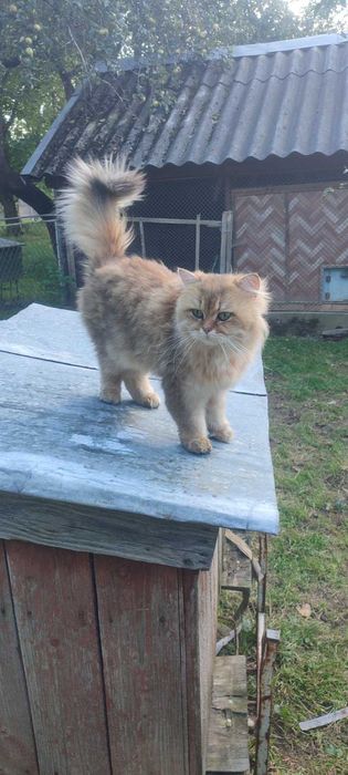 Золота Британська шиншила, в*язка