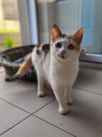Drobniutka kotka Livia do adopcji