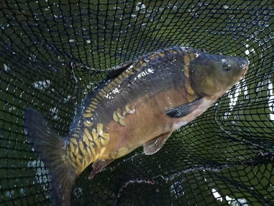 Karp amur szczupak pstrąg sum sandacz Jesiotr węgorz