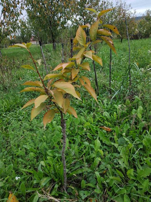 Сакура звичайна…..