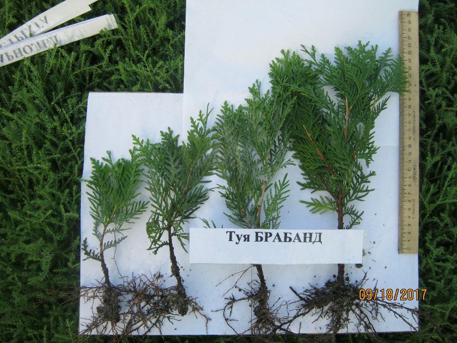 Туіі: одно- і двохрічна розсада.